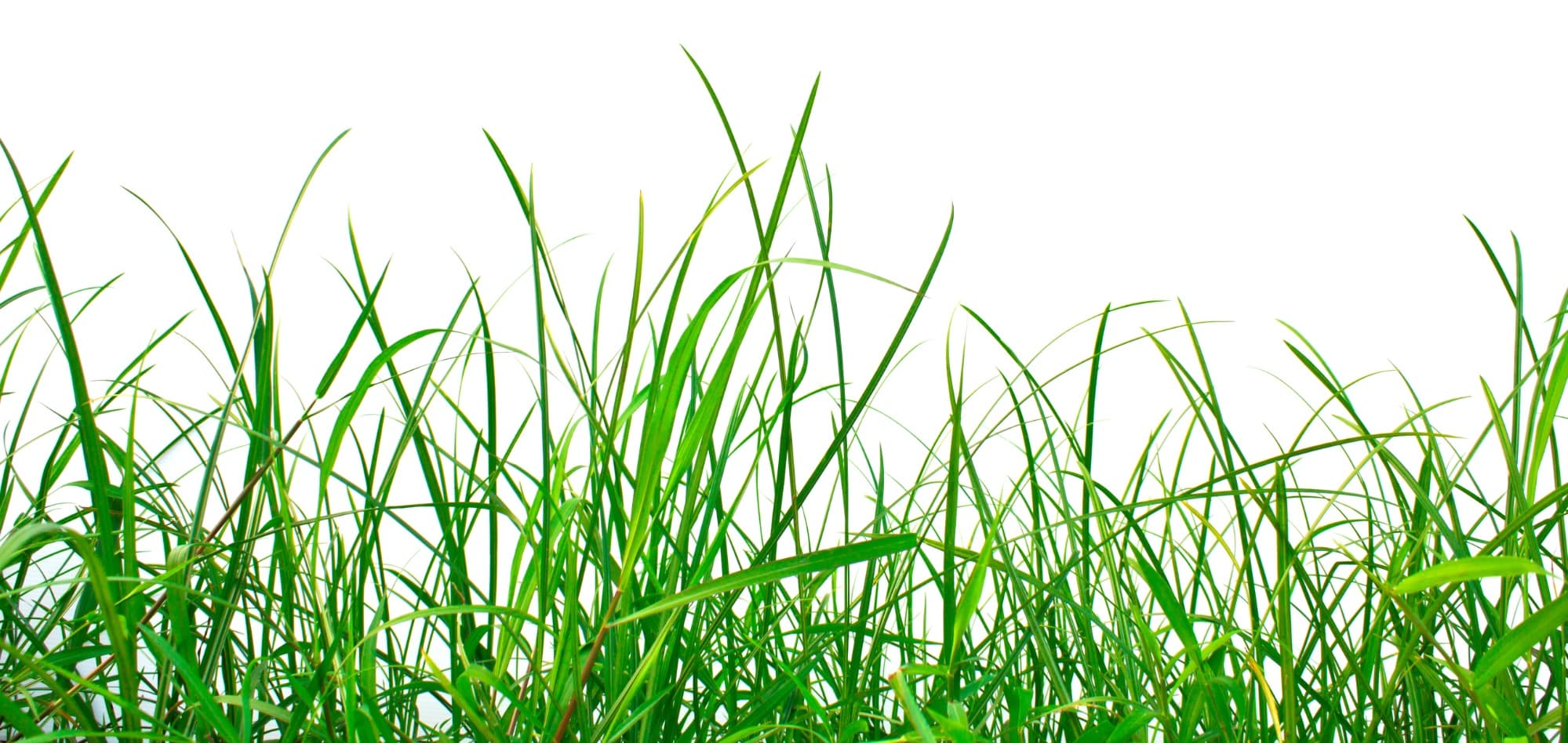 grass background image