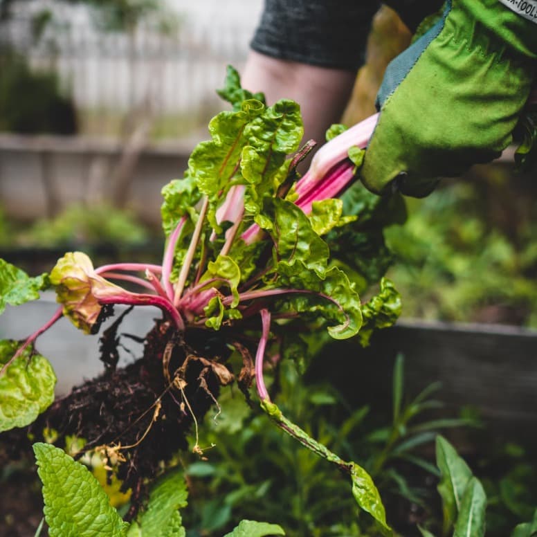 תמונה של מזרקות ובריכות נוי