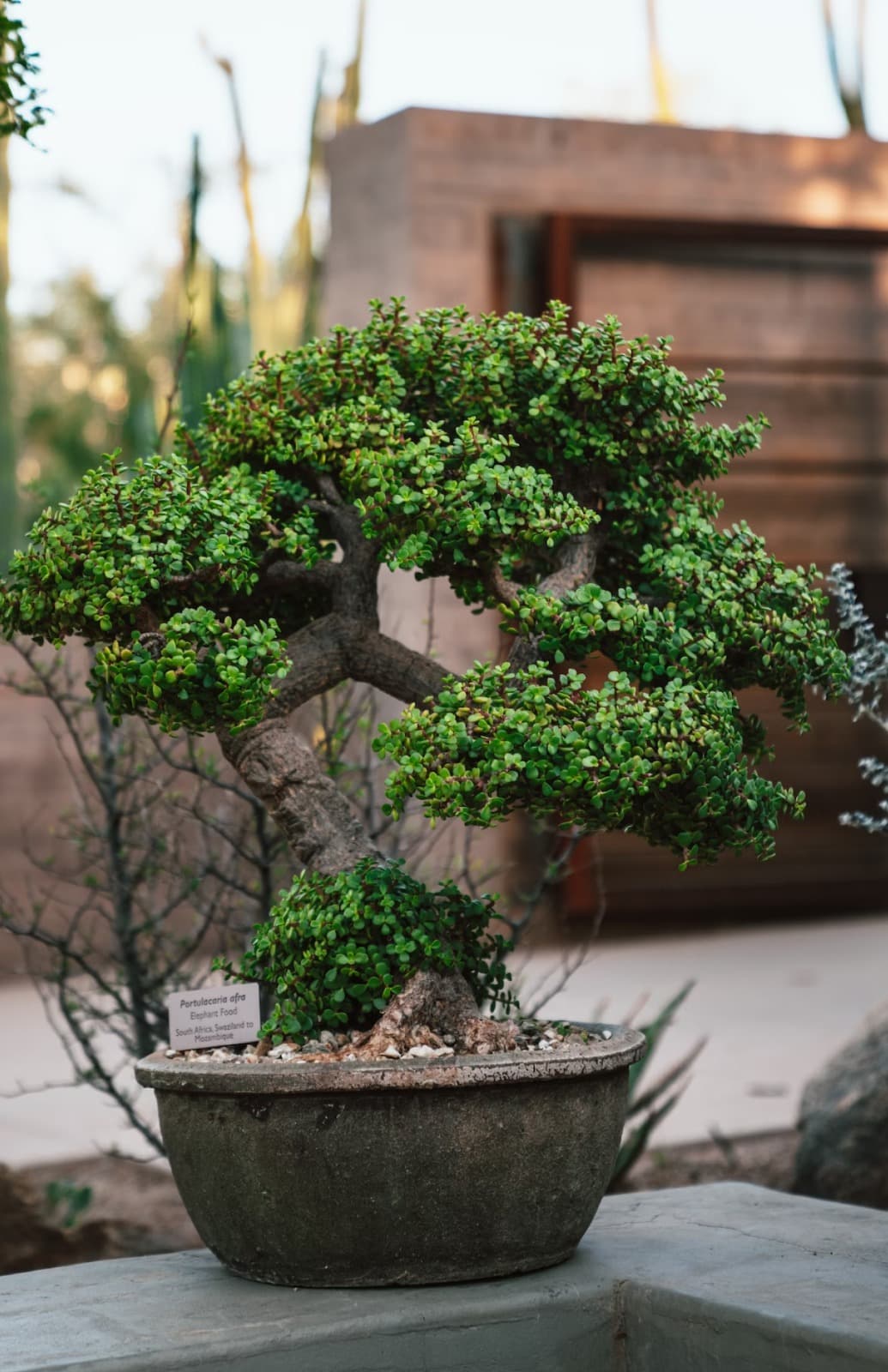 grass background image